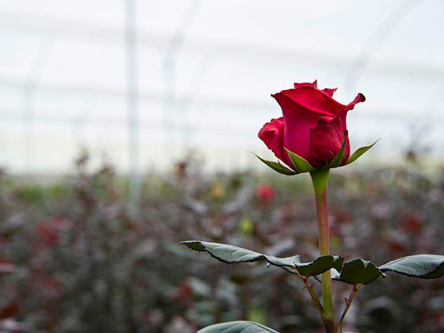 Sea freight flower transport